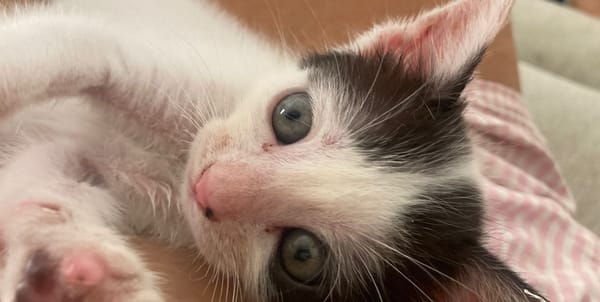KALICY, chaton femelle européen
