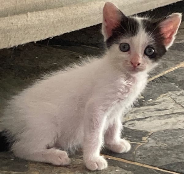 KALICY, chaton femelle européen