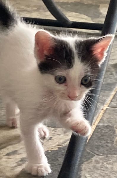 KALICY, chaton femelle européen
