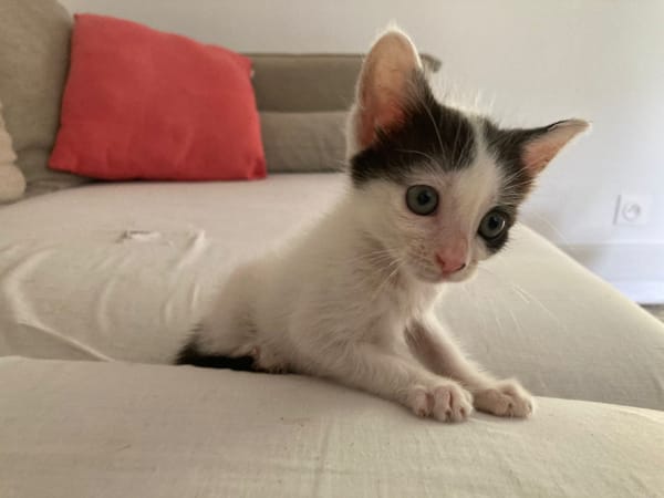 KALICY, chaton femelle européen