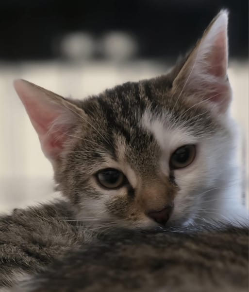 Lyra