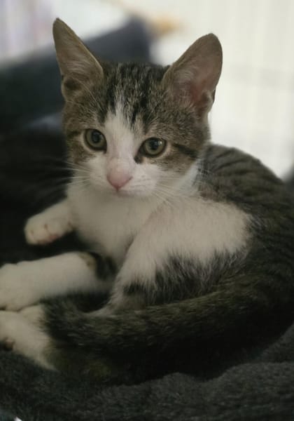 Nova