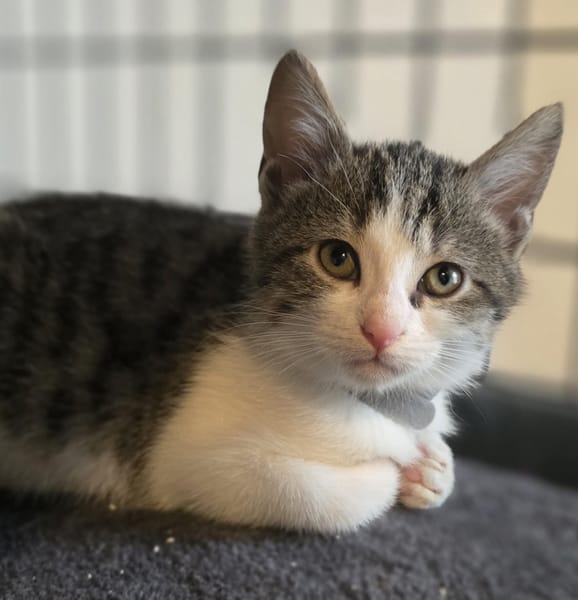 Nova