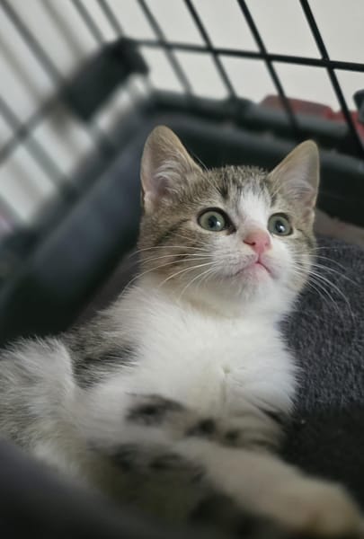 Nova