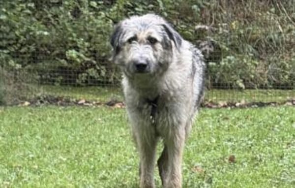 Fiete - sanfter Riese sucht Zuhause