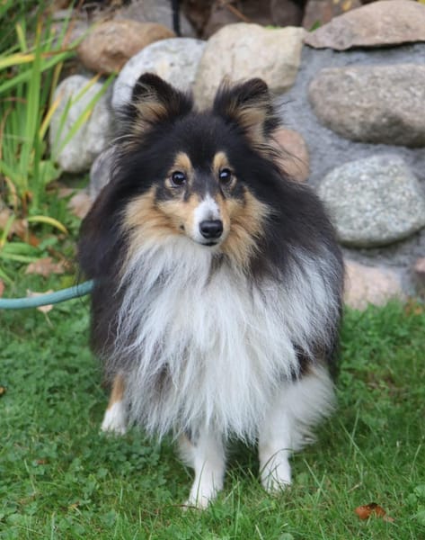 Wim ein Hundeherz aus Gold