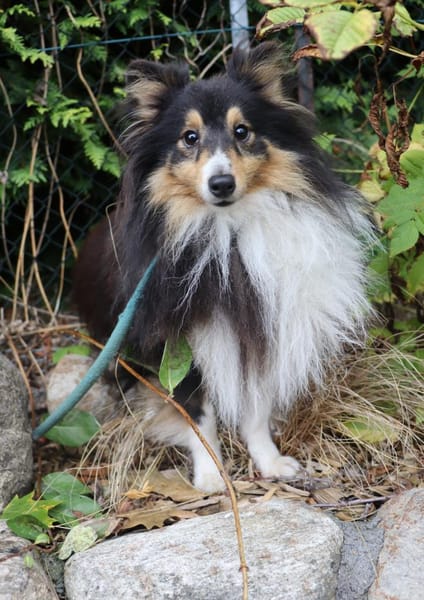 Wim ein Hundeherz aus Gold