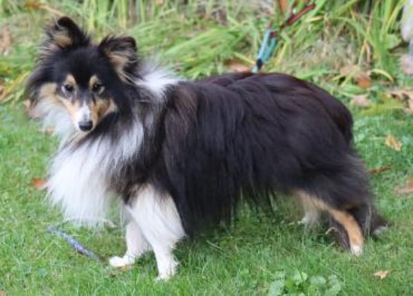 Wim ein Hundeherz aus Gold