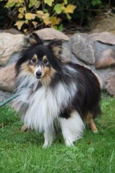 Wim ein Hundeherz aus Gold