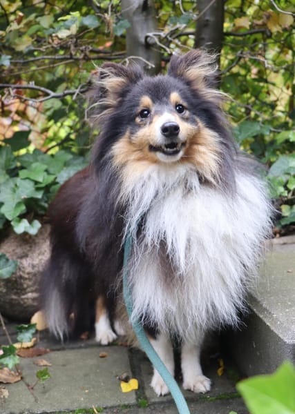 Wim ein Hundeherz aus Gold