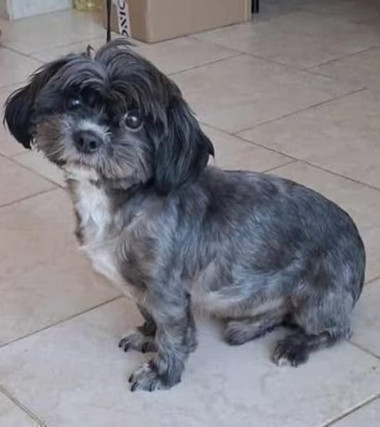 Mushu, sensibler Hundemann sucht Familie