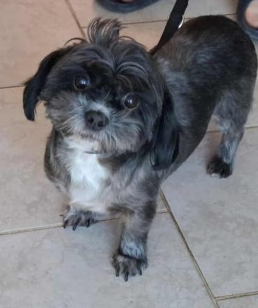 Mushu, sensibler Hundemann sucht Familie