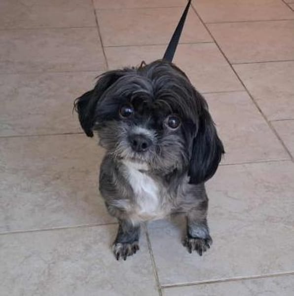 Mushu, sensibler Hundemann sucht Familie