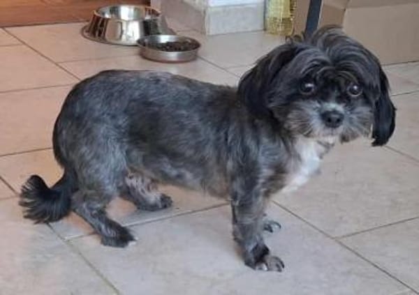 Mushu, sensibler Hundemann sucht Familie