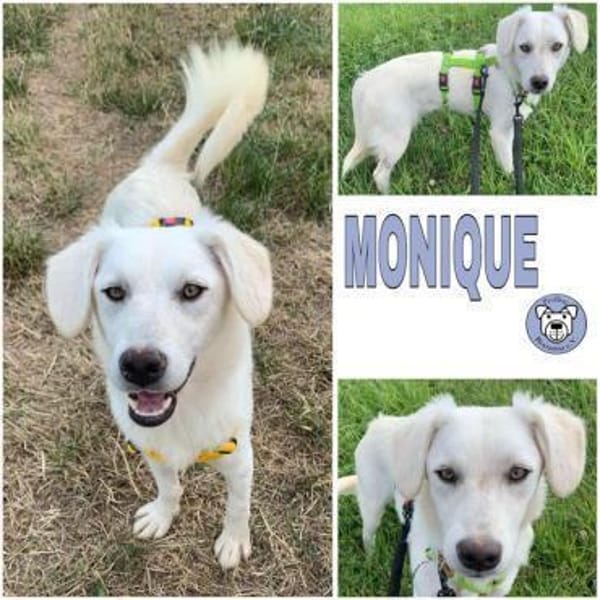 MONIQUE -verschmust & verspielt-