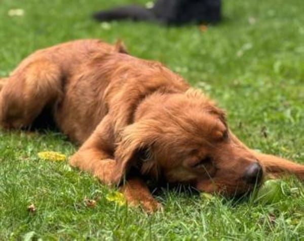 Chow-Chow-Mix FELIXin 53940 Hellenthal