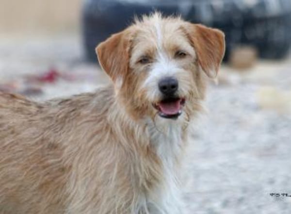 Dahlia sucht ihre für immer Familie!