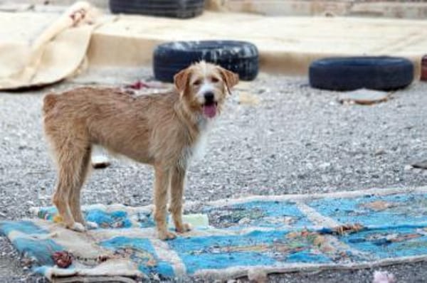 Dahlia sucht ihre für immer Familie!