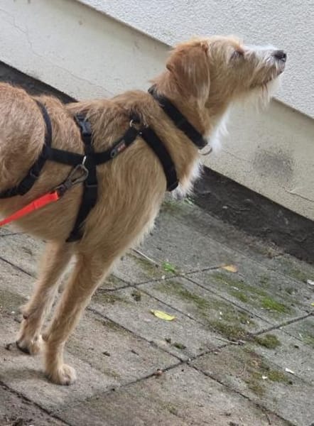 Dahlia sucht ihre für immer Familie!