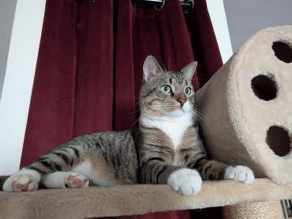 Nils sucht ein liebevolles Zuhause