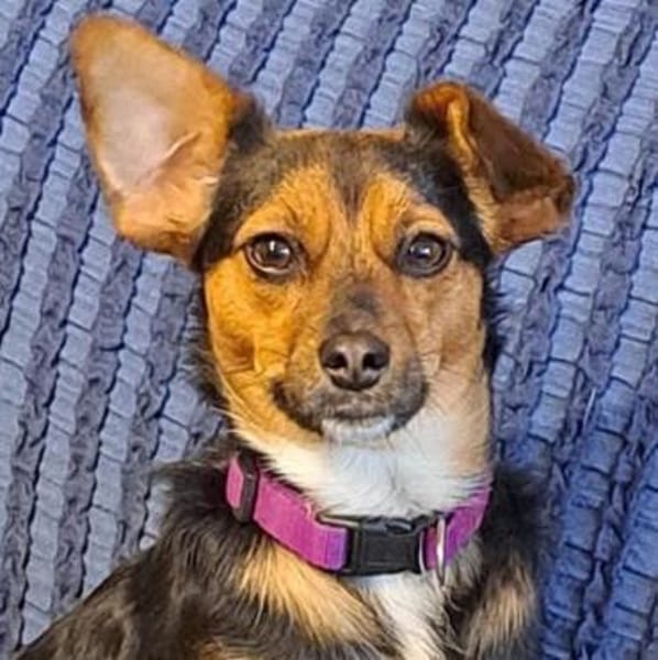 Emma2 sucht ein Zuhause/Pflegestelle