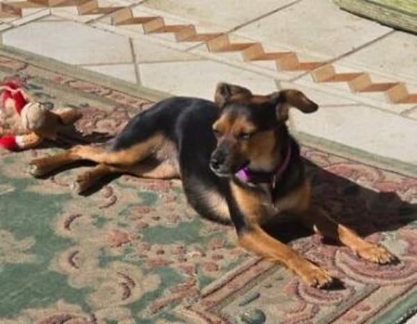 Emma2 sucht ein Zuhause/Pflegestelle