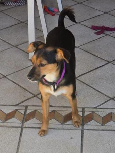 Emma2 sucht ein Zuhause/Pflegestelle