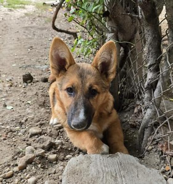 Bondi, Minihund sucht neue Familie