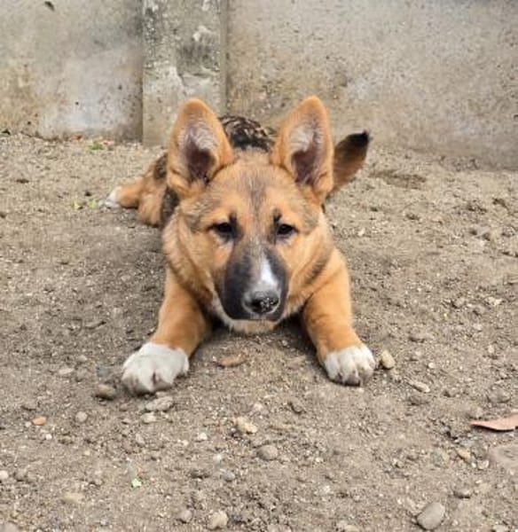 Bondi, Minihund sucht neue Familie