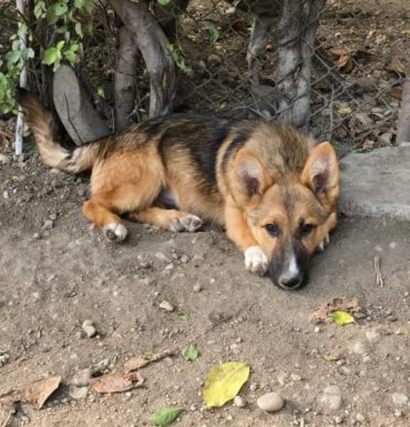 Bondi, Minihund sucht neue Familie