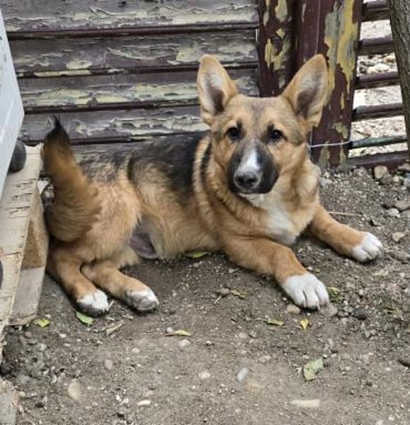 Bondi, Minihund sucht neue Familie
