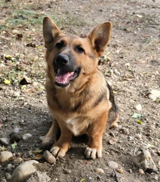 Fifi, Minihund such neue Familie