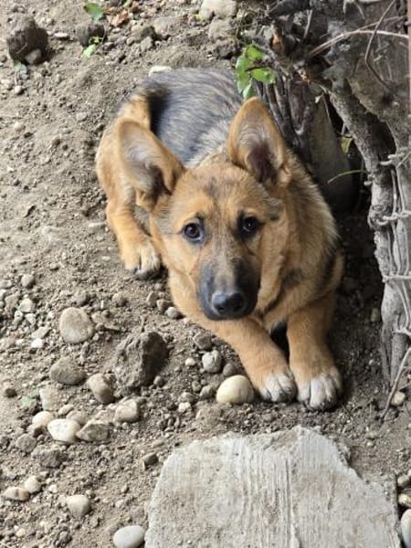 Fifi, Minihund such neue Familie