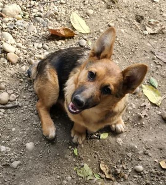 Fifi, Minihund such neue Familie