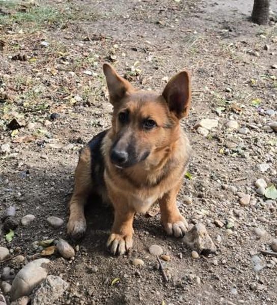 Fifi, Minihund such neue Familie