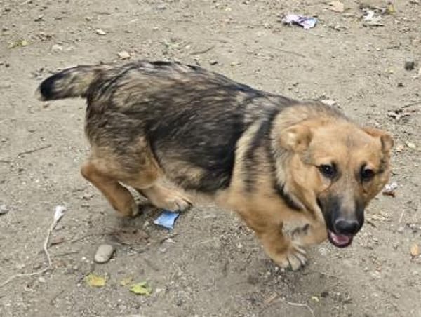 Fifi, Minihund such neue Familie