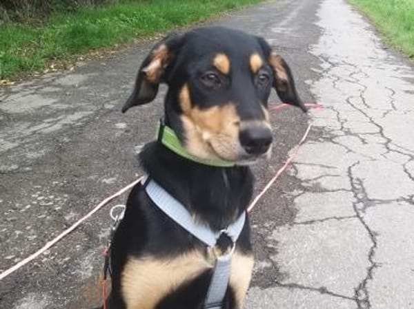 Branco möchte glücklich werden