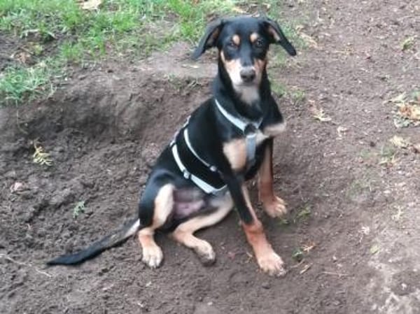 Branco möchte glücklich werden