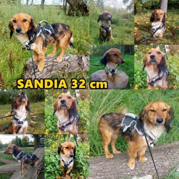 Sandia ist sehr lieb und freundlich