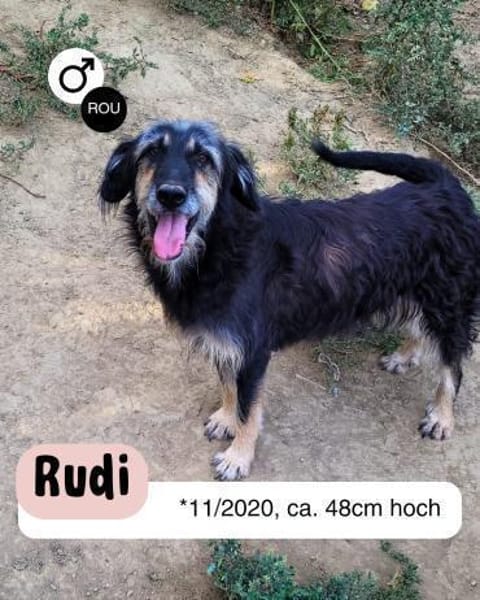 Sanfmutiger RUDI sucht seine Menschen