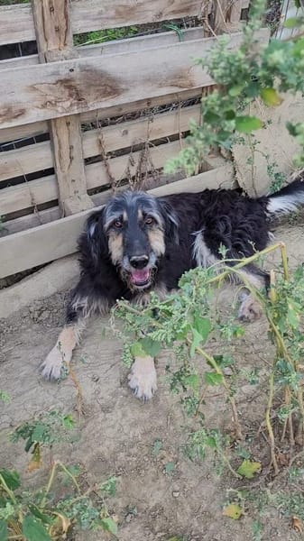 Sanfmutiger RUDI sucht seine Menschen