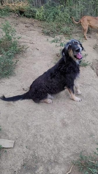 Sanfmutiger RUDI sucht seine Menschen