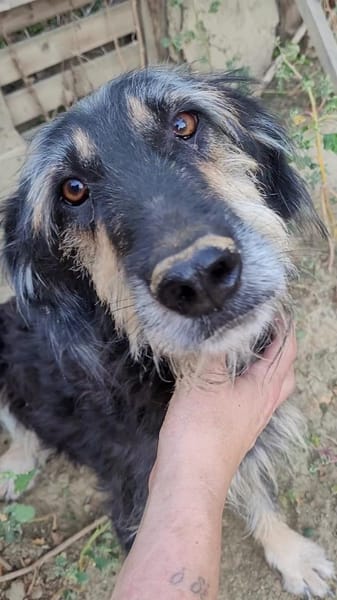 Sanfmutiger RUDI sucht seine Menschen