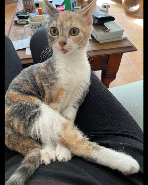 BÉBÉ