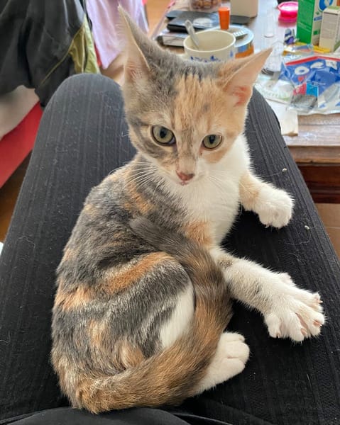 BÉBÉ