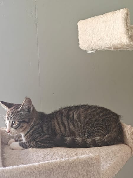 Azad