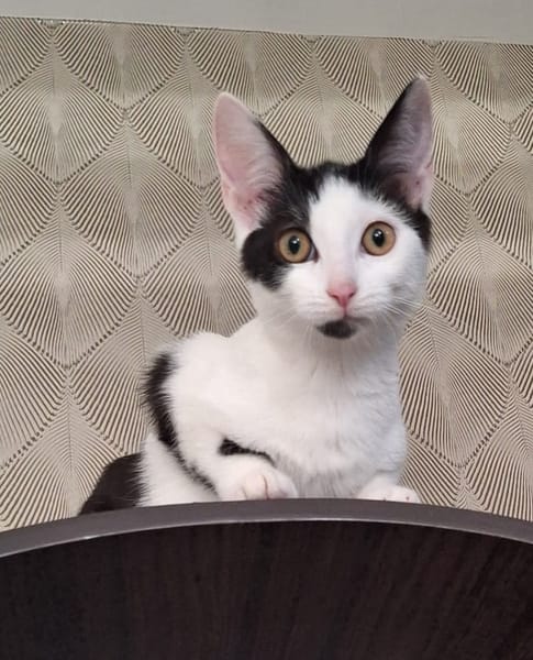 Hazel