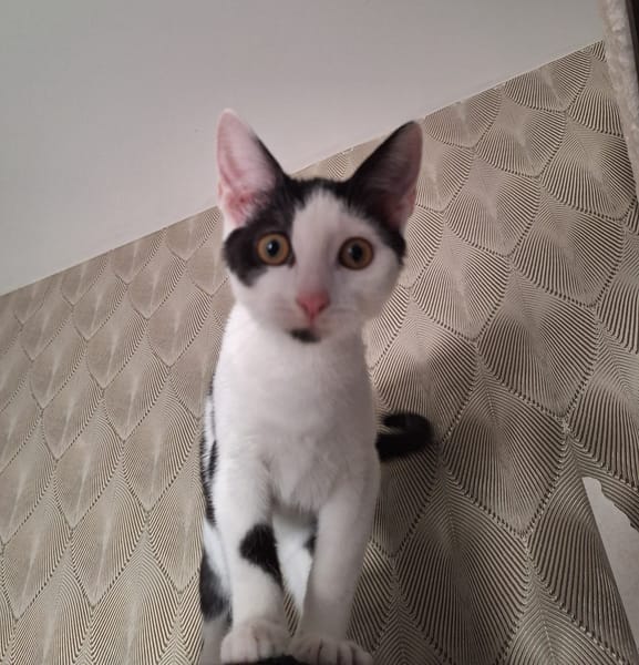 Hazel