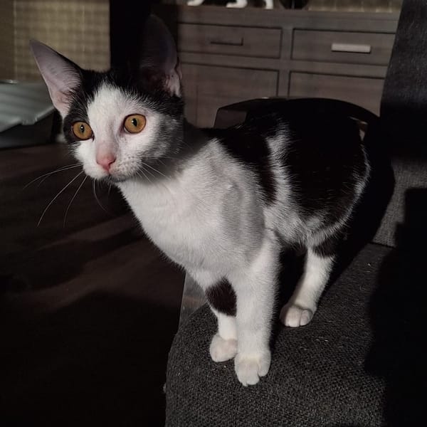 Hazel