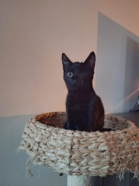 Pippi
